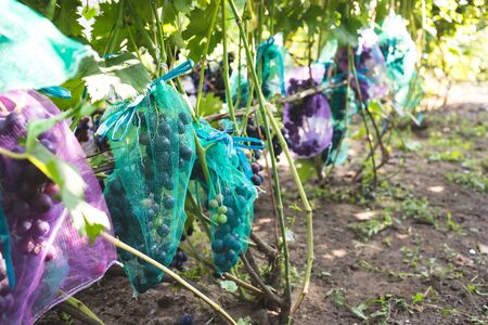 Protected ripe grapes with fine mesh bags hanging on branches.の写真素材