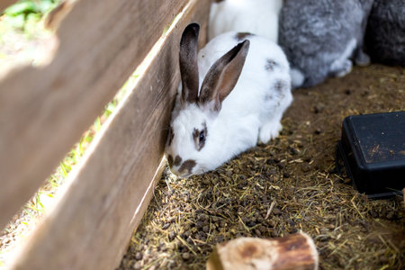 Breeding a group of rabbits in a small shed.