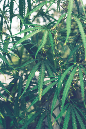A cannabis plant, a marijuana bush in the countryside.