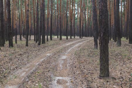 Autumn road in a pine forest.の写真素材