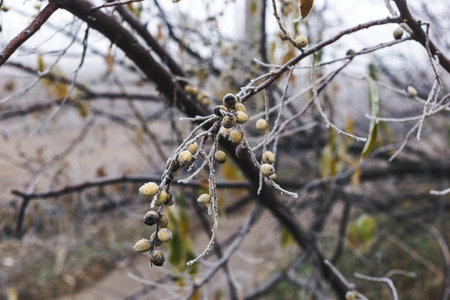 Wild olives on a branch covered with hoarfrost.