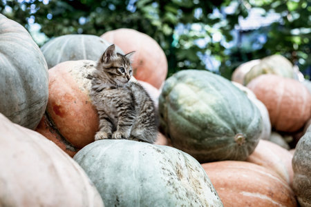 Cute gray kitten sitting on a pile of pumpkins.