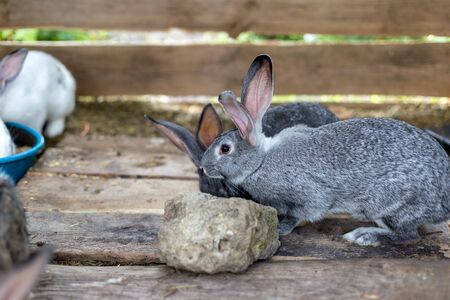 Breeding a group of rabbits in a small shed.の写真素材