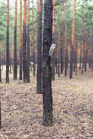 Plastic bottle on the tree in the pine forest. Environmental Pollution Conceptの写真素材