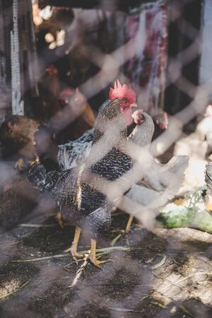 Chickens on the farm. Toned, style, color photoの写真素材