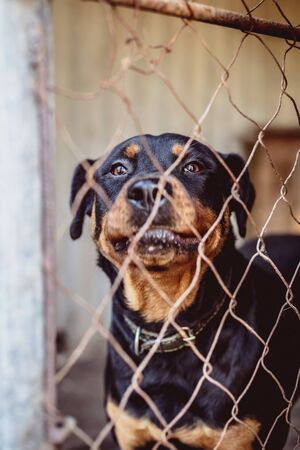 Rottweiler in an old aviary. Toned, style photo.の写真素材