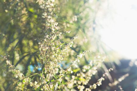 A cannabis plant, a marijuana bush in the countryside.の写真素材
