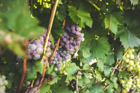 Bunch of ripe grapes on a vine .の写真素材