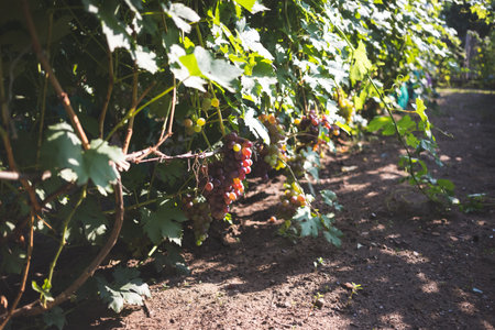 Bunch of ripe grapes on a vine .