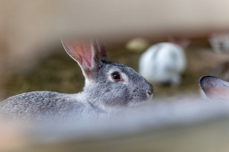 Breeding a group of rabbits in a small shed.