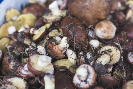 Background with full basket of fresh wild mushrooms. Mushroom picking.の写真素材
