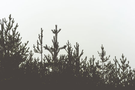 Silhouette of a pine forest and sky. Place for the text