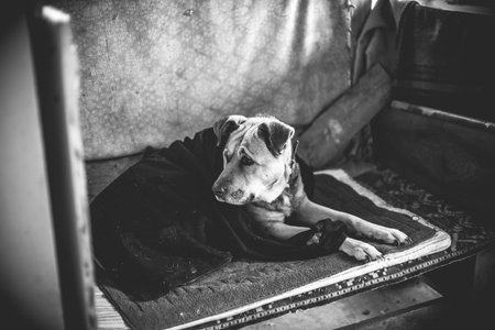 Old monochrome photo of a dog in a blanket. Large mastiff in the cold days.の写真素材