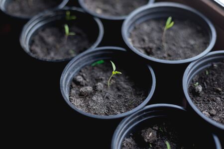 The process of preparing seeds for plantingの写真素材