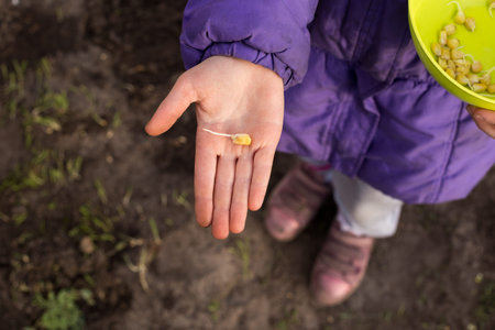 The process of planting germinated corn kernels. Little cute girl is planting corn