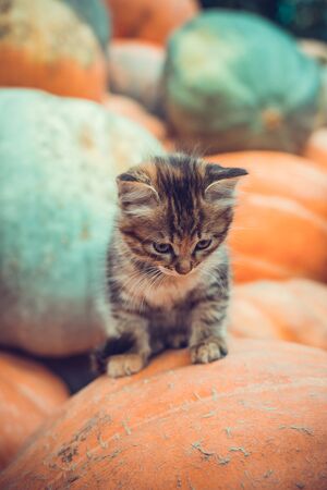 Cute gray kitten sitting on a pile of pumpkins.の写真素材