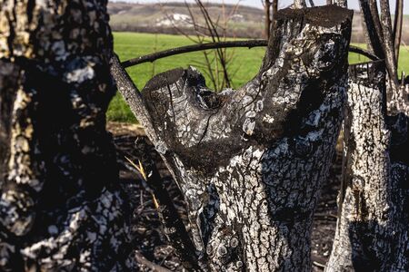 Scorched territory in the foreground and a green field in the background. Consequences of careless handling of fire. The result of human contact with nature.の写真素材