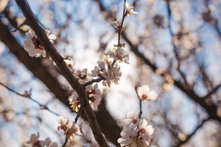 Beautiful flowering apricot tree in spring. Springtime background.の写真素材