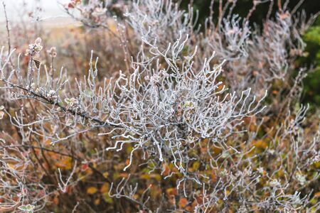 Leaves covered with hoarfrost in autumn.の写真素材