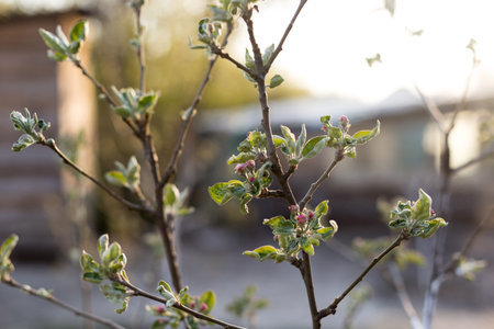 Blooming branch of a young apple tree on a sunset background