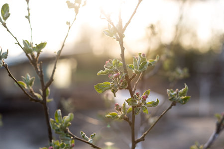 Blooming branch of a young apple tree on a sunset background