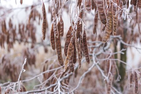 Acacia seeds covered with frost on a branch.の写真素材