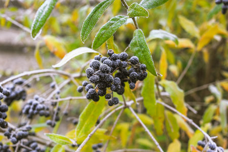 Poisonous black berries called  ligustrum vulgare covered with hoarfrost.