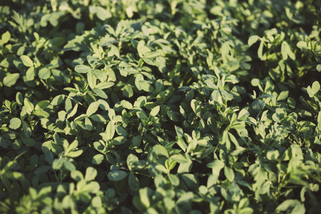 A fragment of alfalfa field in the light of the setting sun