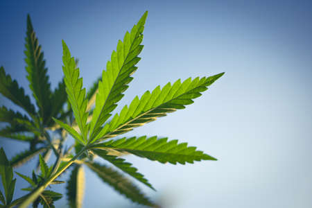 Beautiful toned photo of cannabis bush against the sky. Bottom view of a marijuana bush.の写真素材