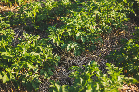 Young potato bushes mulched with straw at sunset