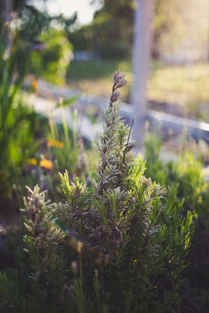 Photo of a young rosemary in a garden at sunset. Home gardening conceptの写真素材