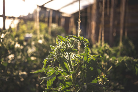 Homemade greenhouse with green unripe tomatoes. Home gardening concept