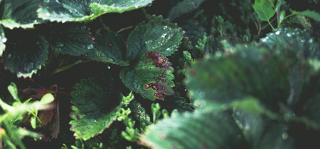 Infection of strawberry leaves with fungus. Strawberry disease - brown and red spots.