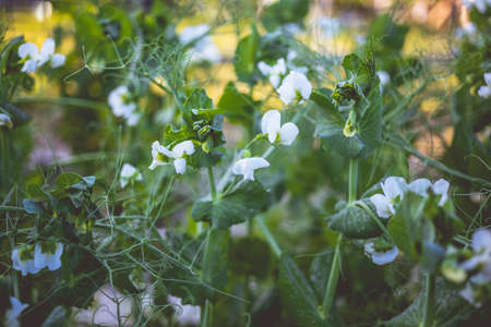 Unripe green peas in the garden. Flowering green peas. Growing peas in the countryside. Home gardening concept.の写真素材
