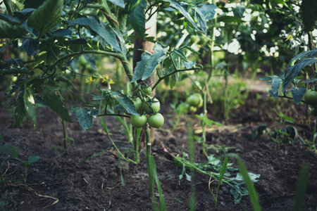 Homemade greenhouse with green unripe tomatoes. Home gardening concept