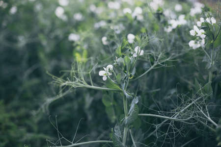Unripe green peas in the garden. Flowering green peas. Growing peas in the countryside. Home gardening concept.の写真素材