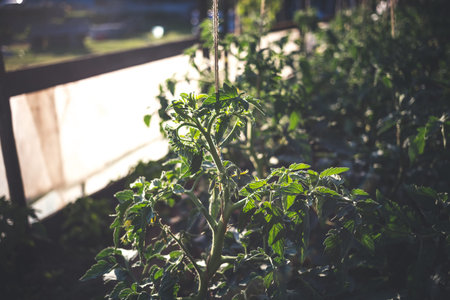 Homemade greenhouse with green unripe tomatoes. Home gardening concept
