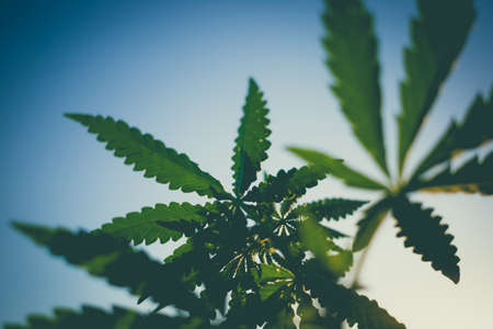 Beautiful toned photo of cannabis bush against the sky. Bottom view of a marijuana bush.の写真素材
