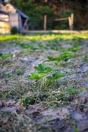 Strawberries mulching with grass in sandy soil at sunset.の写真素材