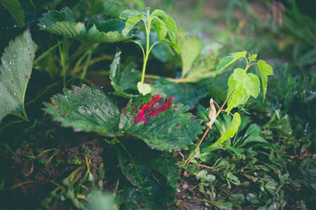 Infection of strawberry leaves with fungus. Strawberry disease - brown and red spots.の写真素材