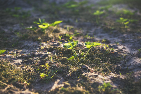 Strawberries mulching with grass in sandy soil at sunset.の写真素材