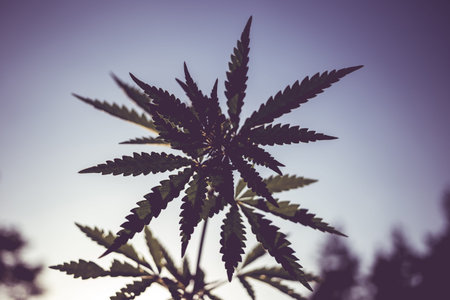 Beautiful toned photo of cannabis bush against the sky. Bottom view of a marijuana bush.