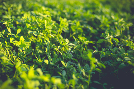 A fragment of alfalfa field in the light of the setting sun