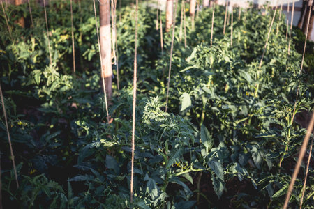 Homemade greenhouse with green unripe tomatoes. Home gardening concept
