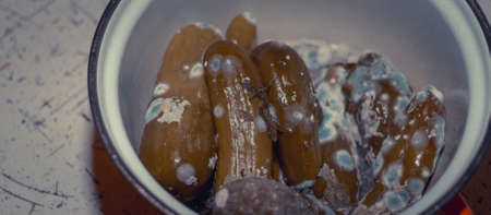 Rotten, spoiled green cucumbers covered with mold and mucus in a panの写真素材