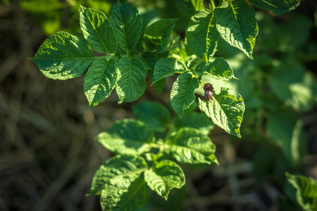 Colorado potato beetle eats leaves at sunset. Parasites in wildlife and agriculture.の写真素材