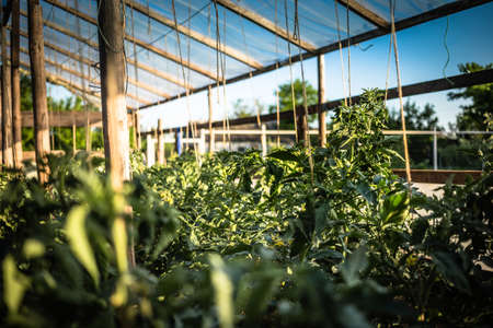 Homemade greenhouse with green unripe tomatoes. Home gardening conceptの写真素材