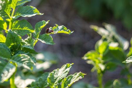 Colorado potato beetle eats leaves at sunset. Parasites in wildlife and agriculture.の写真素材