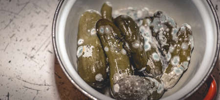 Rotten, spoiled green cucumbers covered with mold and mucus in a panの写真素材