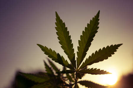 Beautiful toned photo of cannabis bush against the sky. Bottom view of a marijuana bush.の写真素材